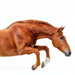 StonePony Studios Kindle Equestrian Book for Young Readers-0